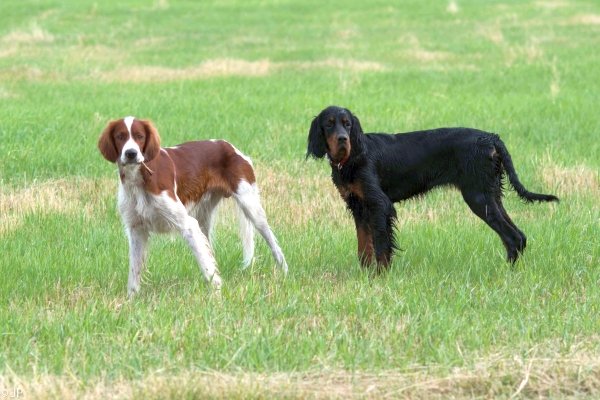 Sommertreffen 2016