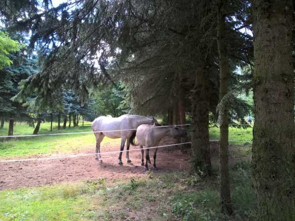 Sommertreffen 2016